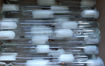 Chińskie mrówki ukryte w plastikowej dziecięcej zabawce