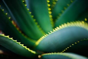 Fitoterapia - jakie zioła wspierają odporność organizmu?
