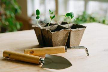 Sklep z sadzonkami online - wybieraj i zamawiaj rośliny za pomocą internetowego sklepu ogrodniczego 