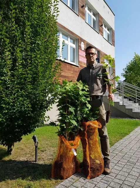 Nadleśnictwo Lubliniec rozda bezpłatnie sadzonki drzew