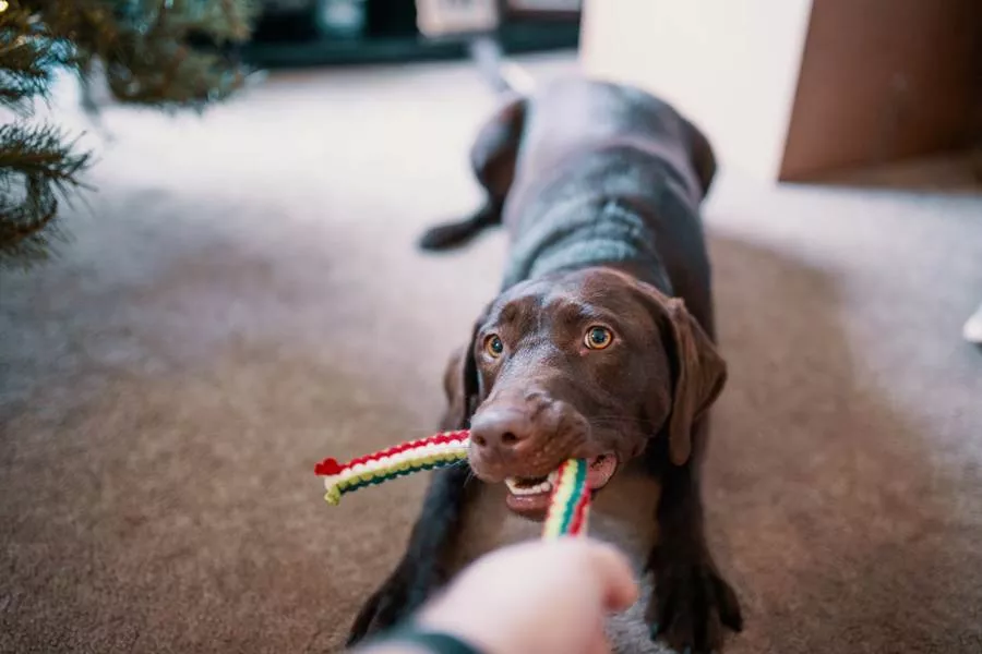 Zabawki dla dorosłego psa – jakie powinny być?