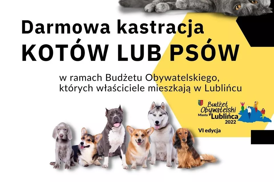 Darmowa kastracja kotów i psów, których właściciele mieszkają w Lublińcu