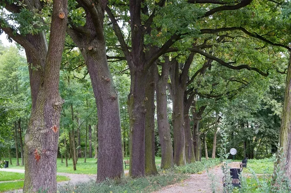 Drzewa ze statusem pomnika przyrody przejdą ekspertyzę dendrologiczną